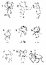 2.webp